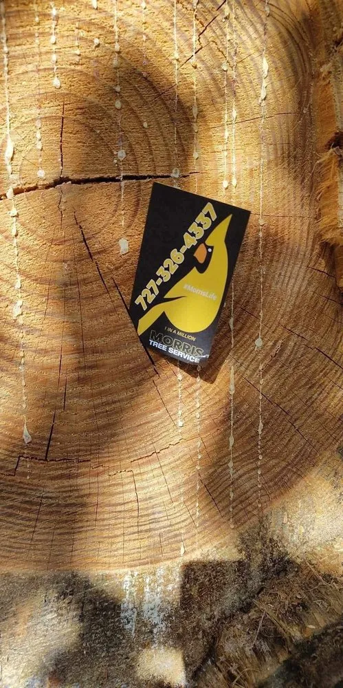 Custom landscape design experts serving Holiday, FL - Morris Tree Service