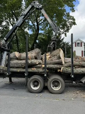 Morrison Tree & Landscape Services