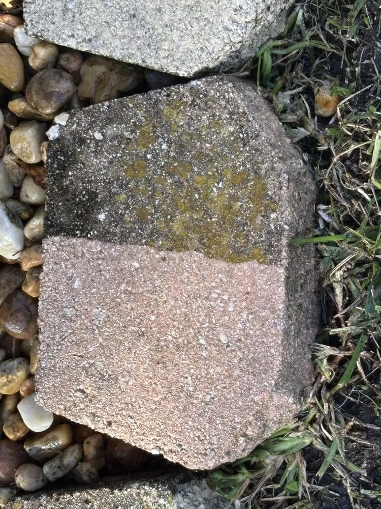 Local yard cleanup service in Wesley Chapel, FL - Morrison's Home and Business Services