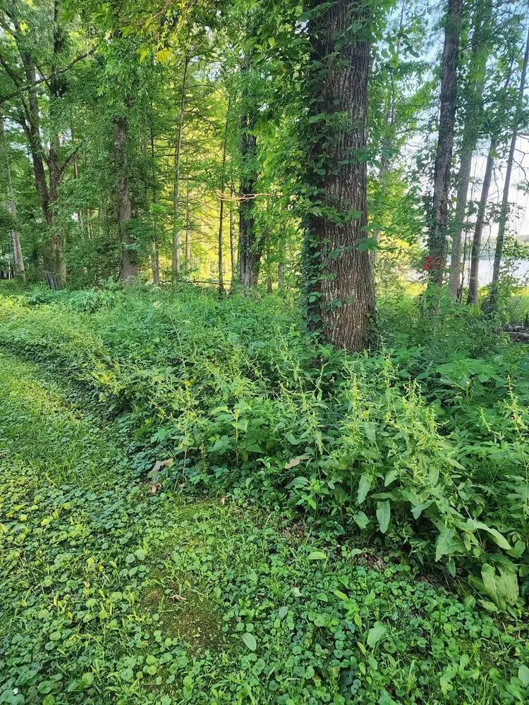 Expert outdoor landscaping in Perryville, AR - Morrow Mowing & Lawn Care