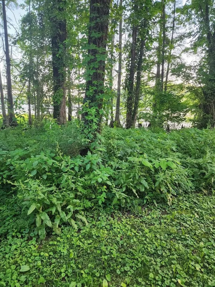 Top-rated yard cleanup service for beautiful yards across Perryville, AR - Morrow Mowing & Lawn Care