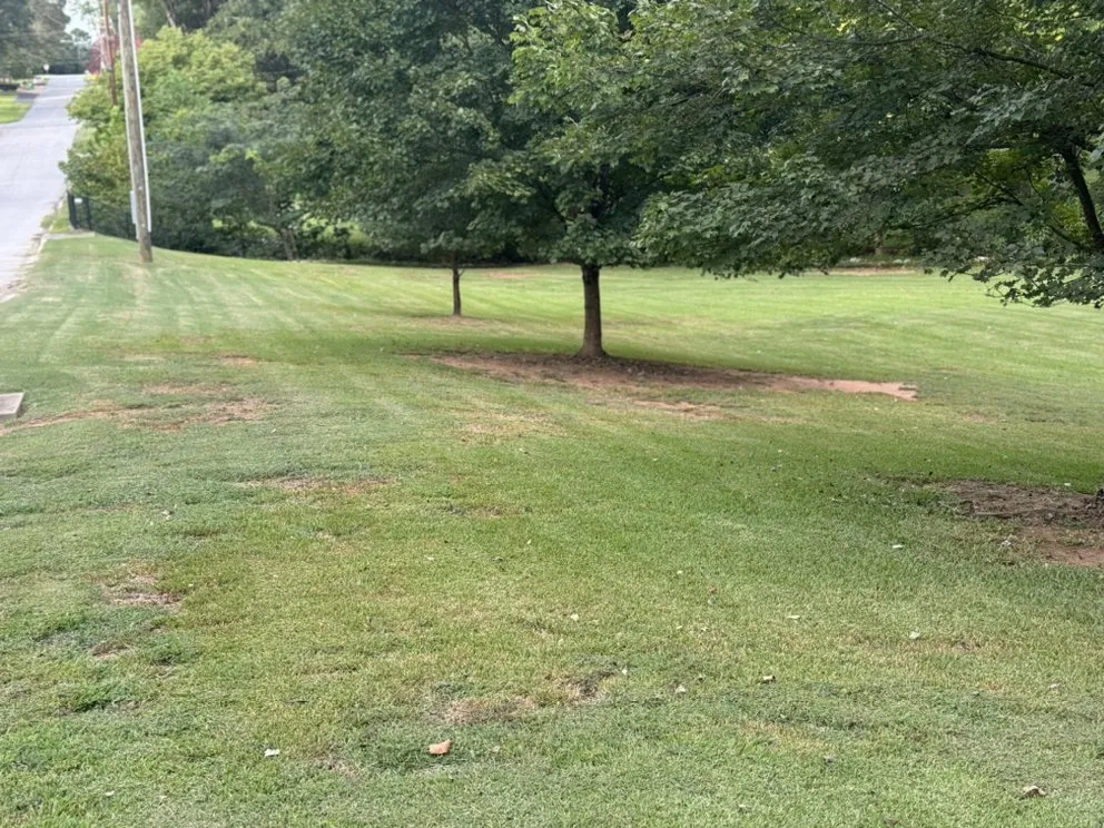 Expert yard cleanup service with custom design in Spartanburg, SC by Morrow’s Lawn Services