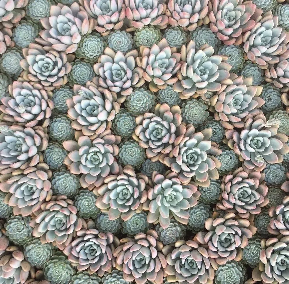 Custom landscape installation in Laguna Niguel, CA by Morse Landscapes