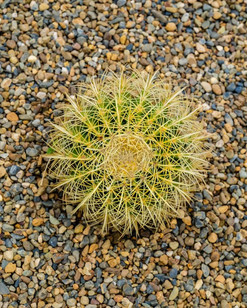 Local outdoor landscaping in Laguna Niguel, CA by Morse Landscapes