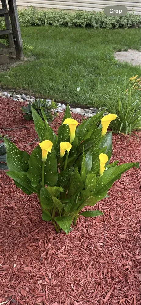 Local yard maintenance in Hamilton, OH - Morse Lawn & Landscape