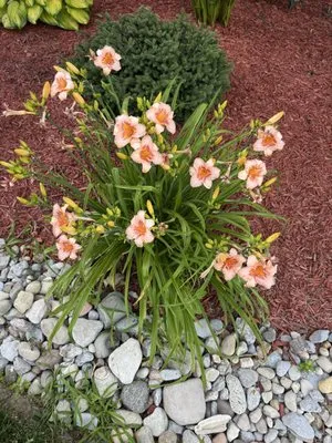 Morse Lawn & Landscape