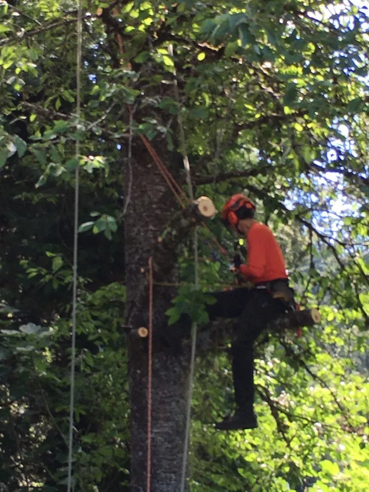 Affordable landscape installation for beautiful yards across West Linn, OR - Morton Tree and Landscape Maintenance