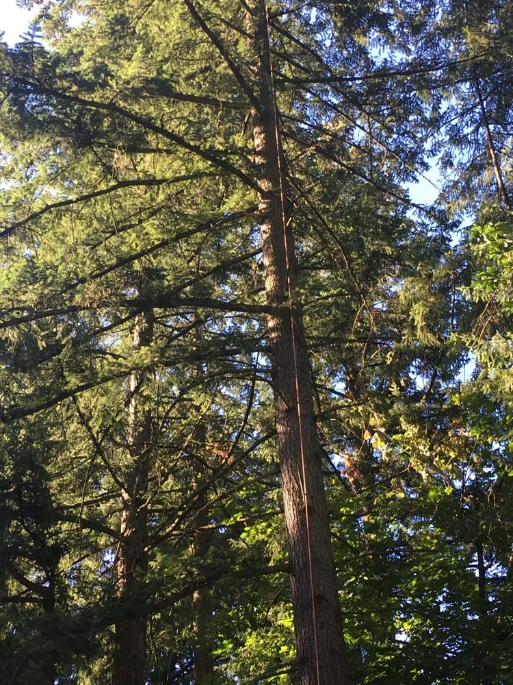 Reliable landscape design in West Linn, OR - Morton Tree and Landscape Maintenance