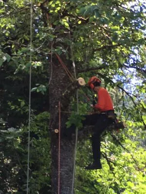 Morton Tree and Landscape Maintenance