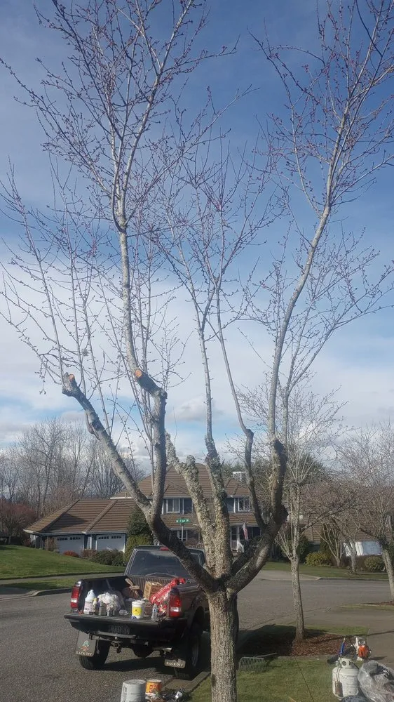 Top-rated garden landscaping experts serving Auburn, WA - Mortstar Industries