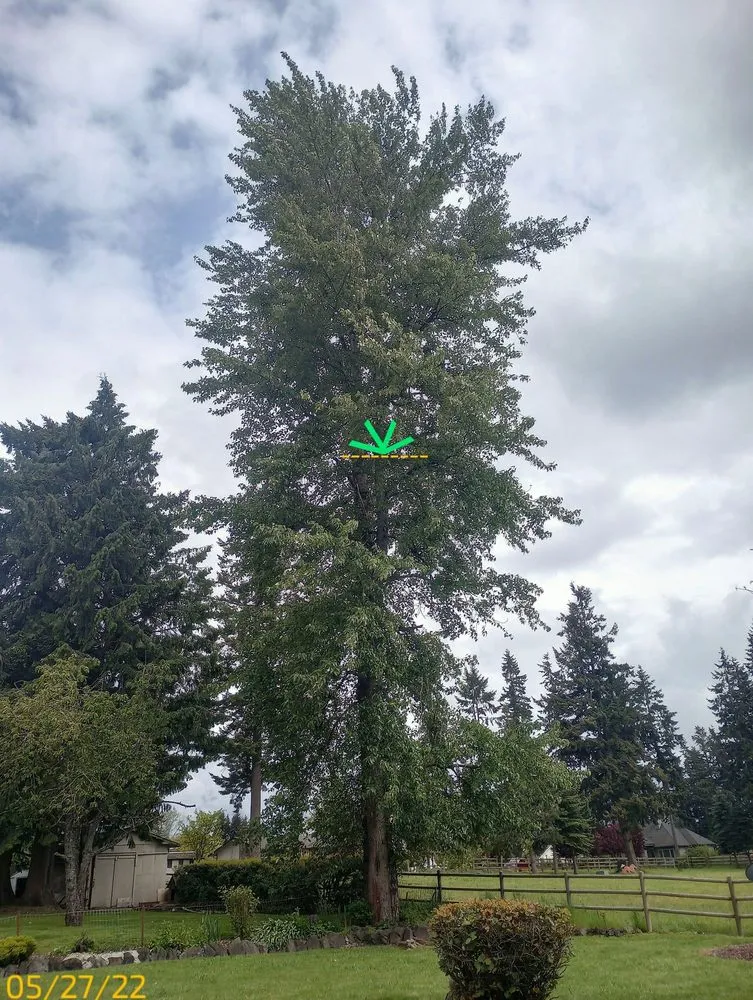 Trusted yard cleanup service for year-round maintenance in Auburn, WA by Mortstar Industries