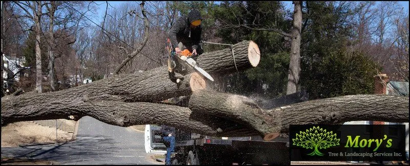 Custom yard cleanup service in Roosevelt, NY by Mory's Tree & Landscaping Services