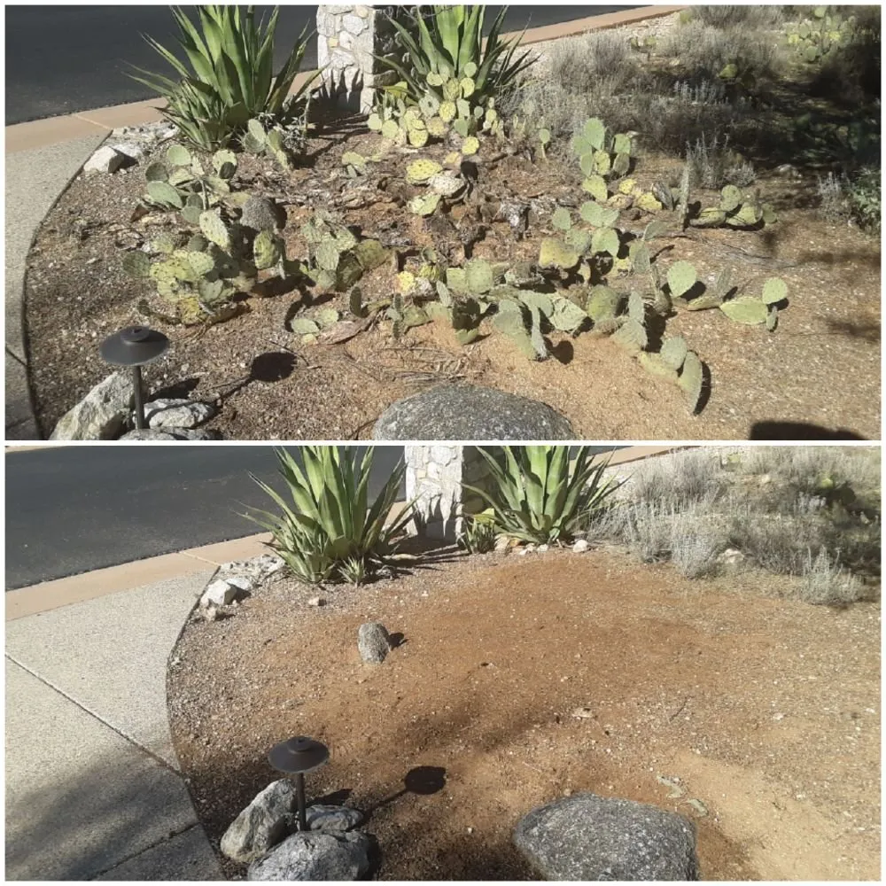 Professional outdoor landscaping for beautiful yards across Tucson, AZ - Moses Landscaping