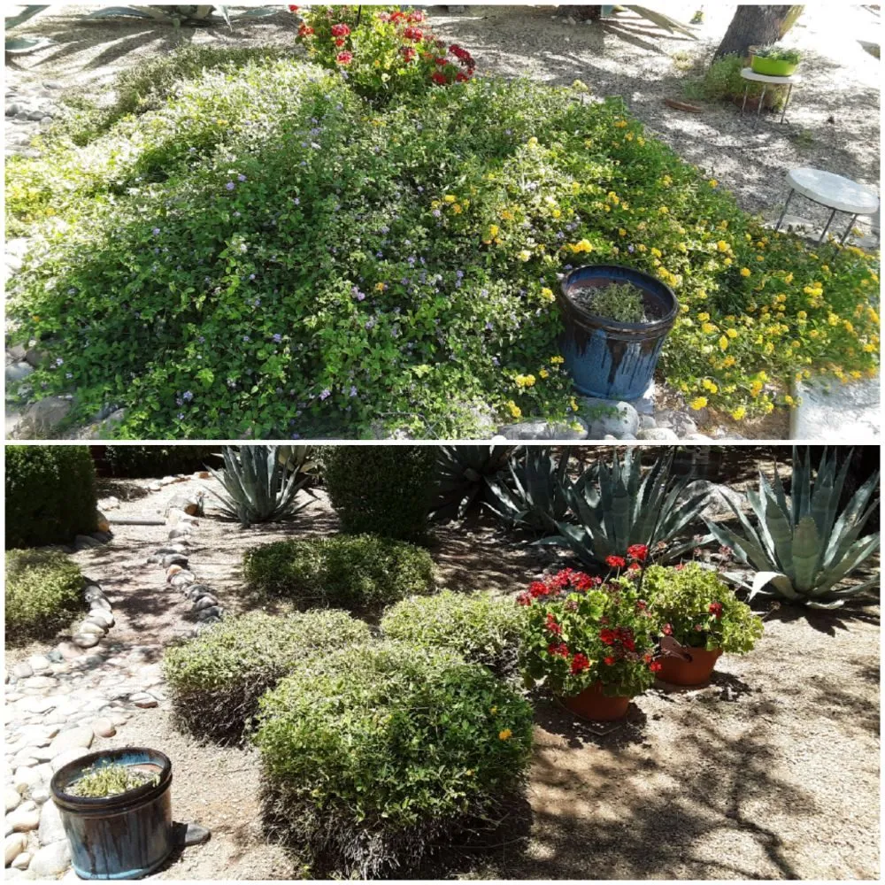 Expert yard cleanup service in Tucson, AZ by Moses Landscaping