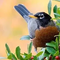 Trusted outdoor landscaping in Fenton, MI - Mosher Tree Service