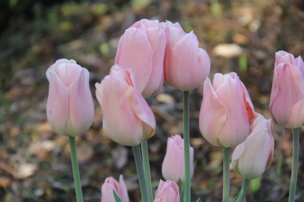 Local landscape design with custom design in Baldwinsville, NY by Moshers Landscape