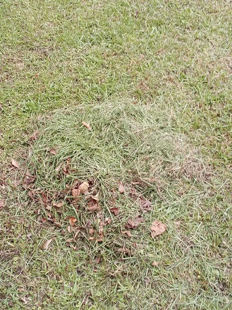 Local yard maintenance in Savannah, GA by Mosley's Lawn and Pressure Washing Service