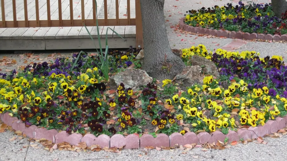 Trusted landscape installation for outdoor upgrades in Pittsburg, CA by Mosqueda Landscape