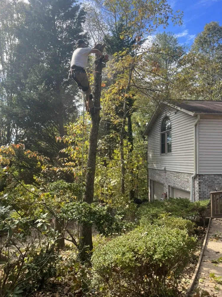 Custom landscape installation in Asheville, NC - Moss Landscaping