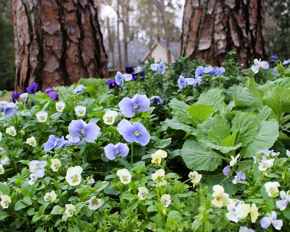 Affordable landscaping services experts serving Houston, TX - Moss Landscaping