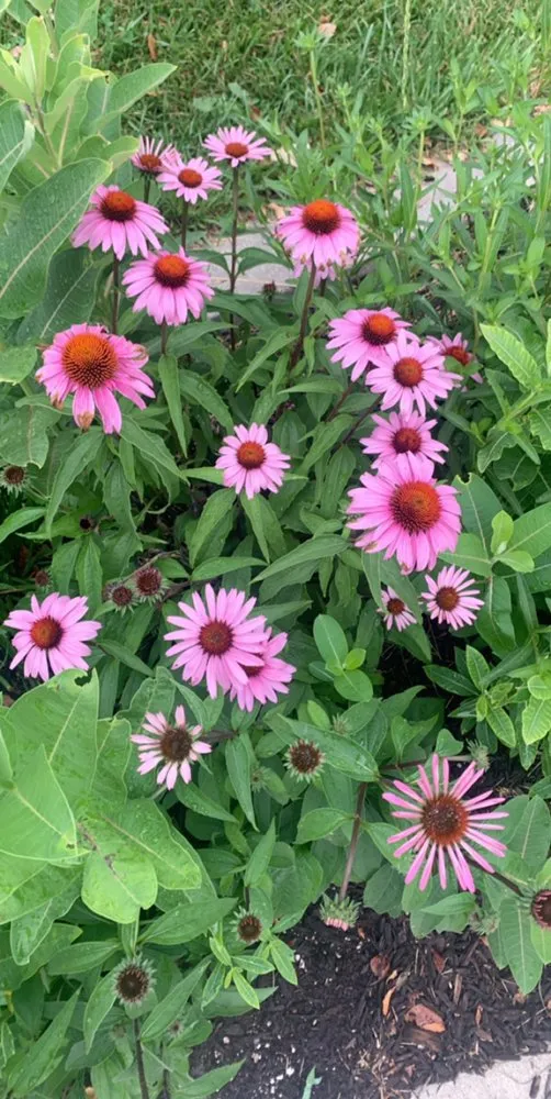 Trusted garden landscaping for homes in Crown Point, IN by Moss Lawn Improvement