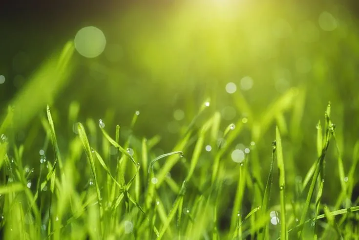 Professional landscaping services for residential properties in Crown Point, IN by Moss Lawn Improvement