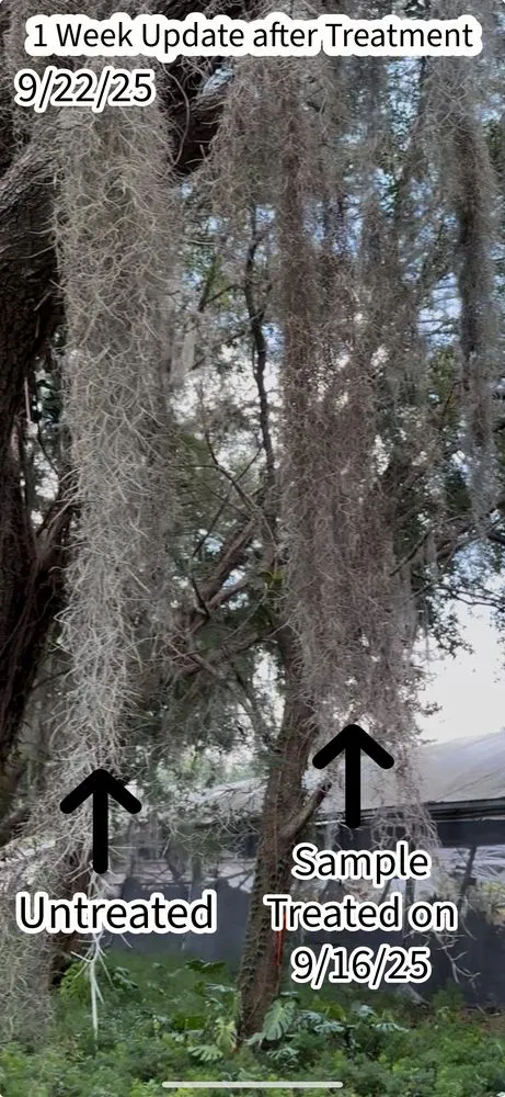 Top-rated residential landscaping near you across Leesburg, FL - Moss Removal