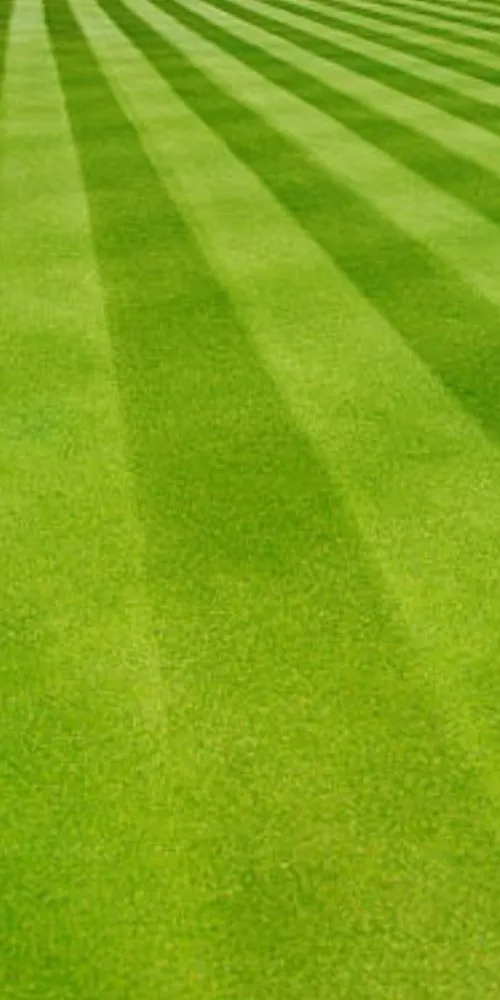 Reliable yard cleanup service for beautiful yards across Thornville, OH - Mossy Ridge Lawn Care