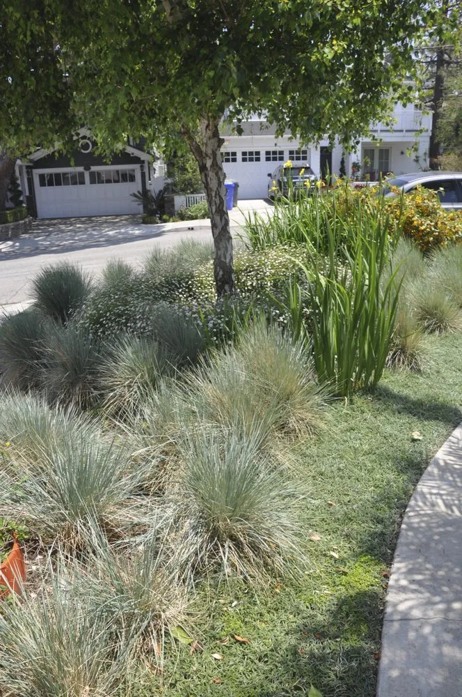Expert yard cleanup service in Encinitas, CA by Mostly Native Gardens