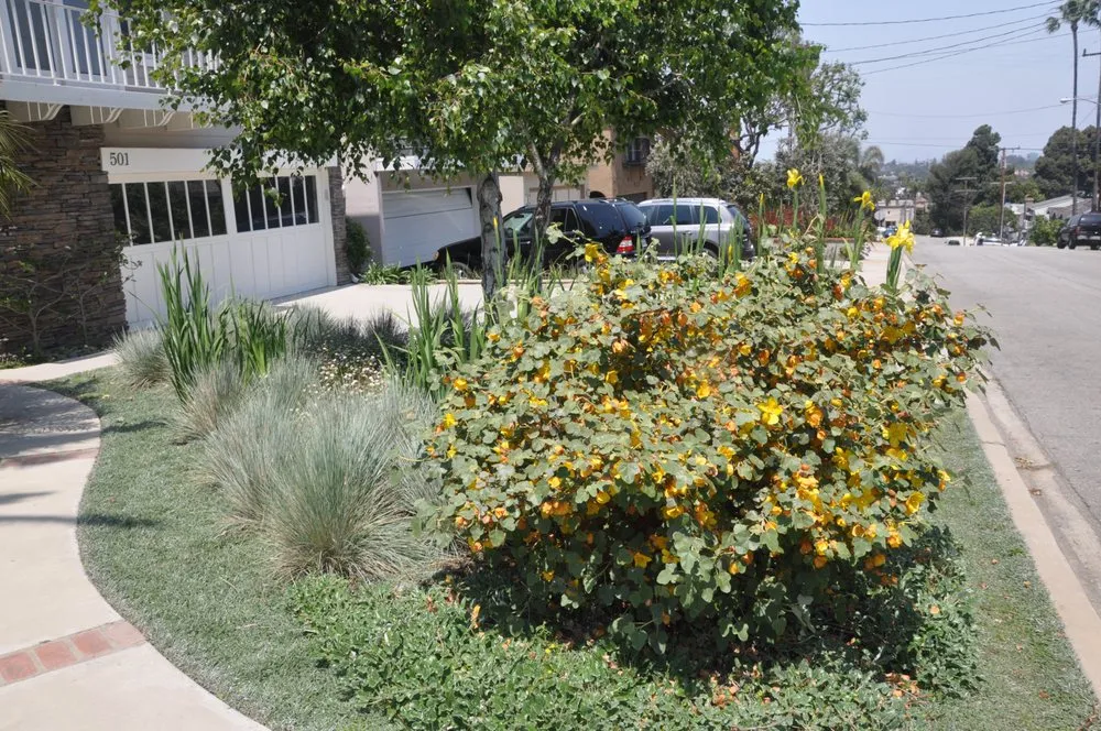 Reliable landscape design in Encinitas, CA - Mostly Native Gardens