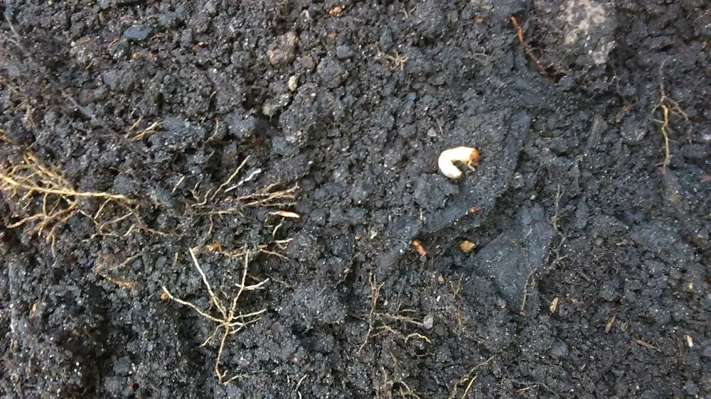 Reliable garden landscaping for year-round maintenance in Houston, TX by Mota's Landscaping