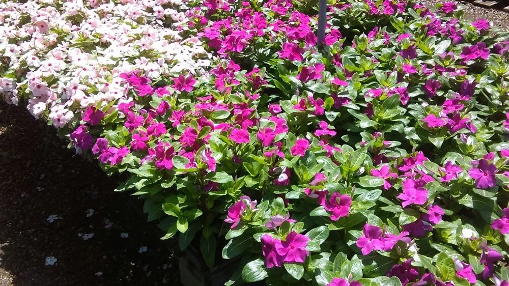 Professional landscape installation near you across Houston, TX - Mota's Landscaping