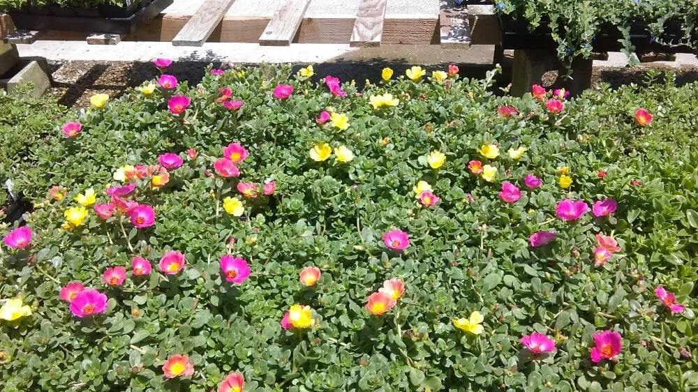 Local garden landscaping experts serving Houston, TX - Mota's Landscaping