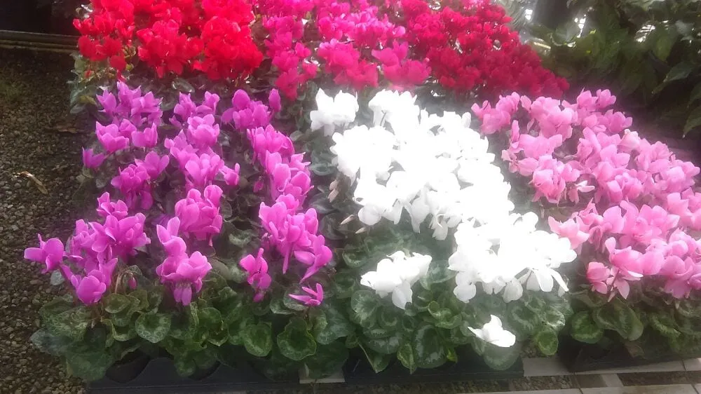 Custom lawn care service in Houston, TX by Mota's Landscaping