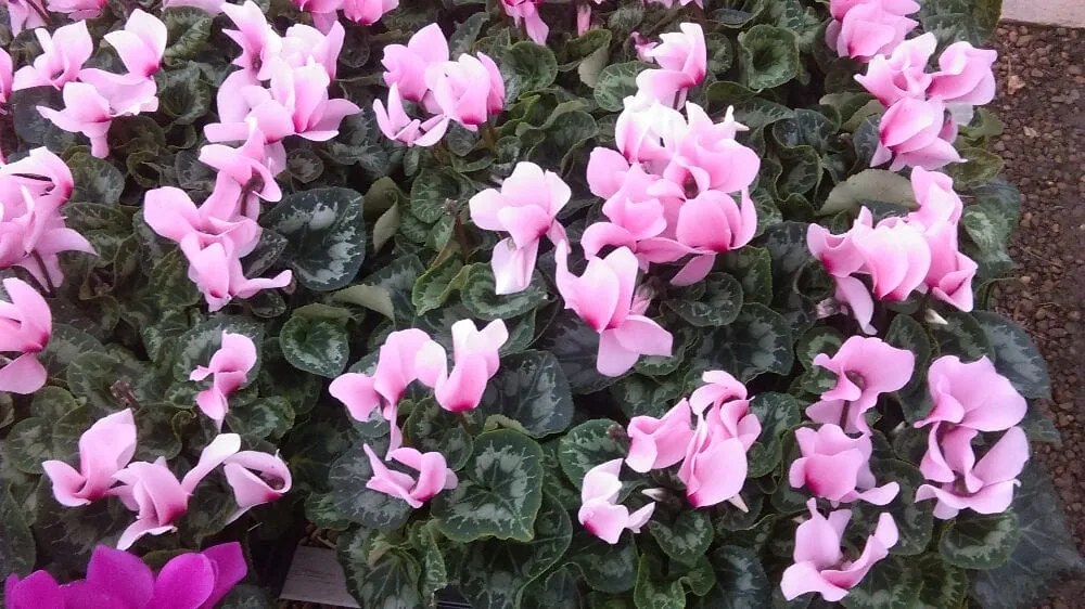 Professional yard maintenance experts serving Houston, TX - Mota's Landscaping