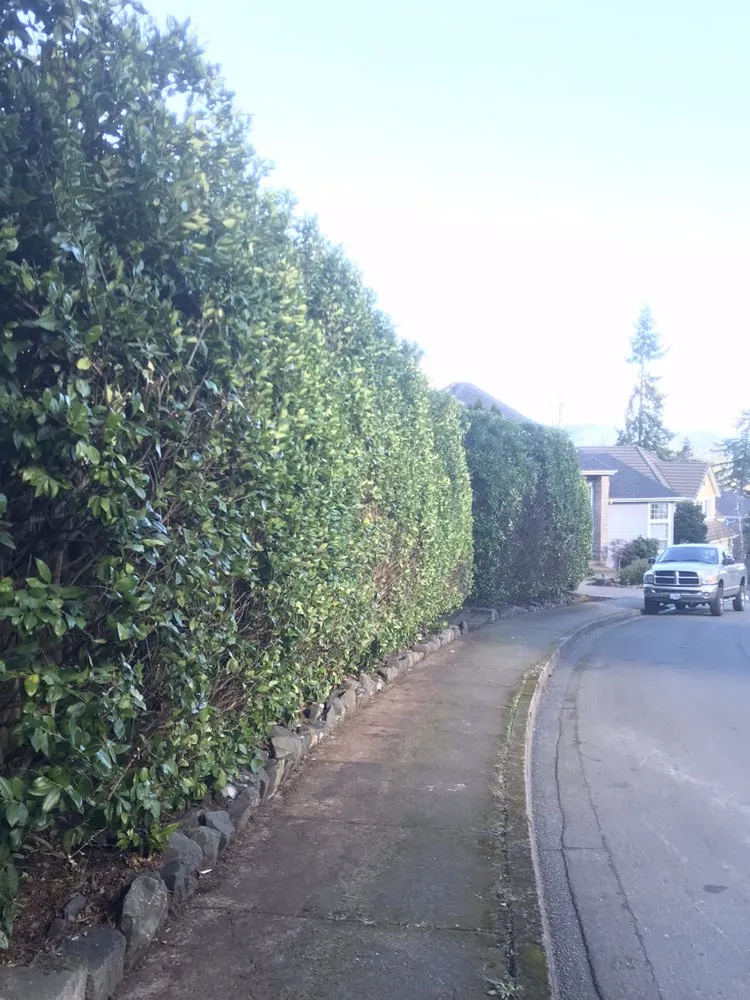 Custom yard maintenance near you in Eugene, OR by Mother Lode Landscape and Maintenace