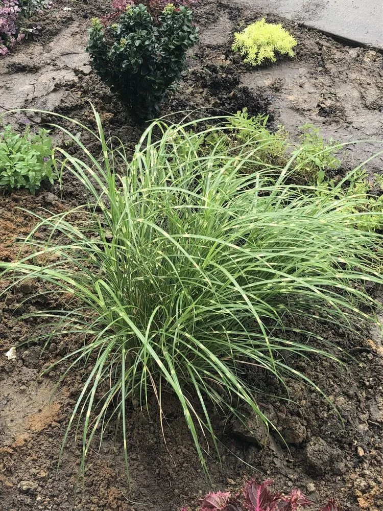 Affordable lawn care service in Spring Lake, NC - Mother Nature's Lawns & Landscapes