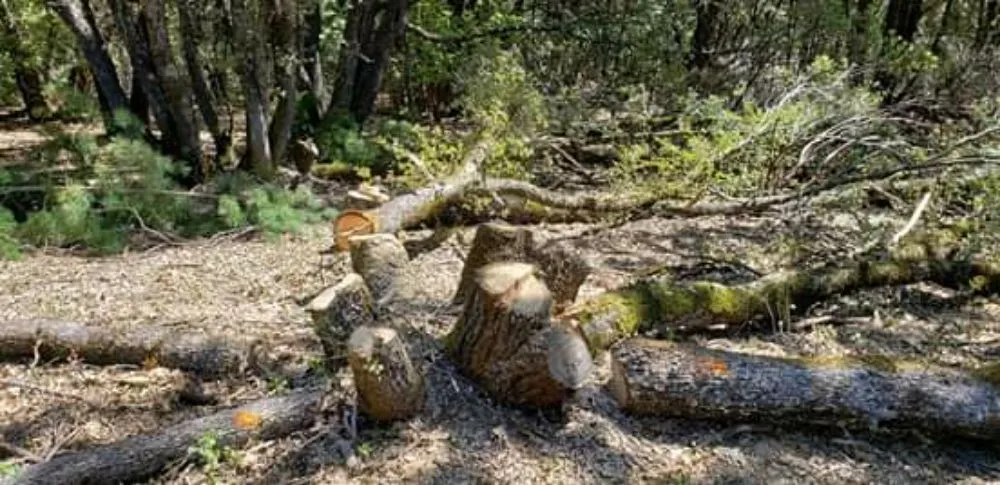 Local lawn care service with custom design across Pine Grove, CA - Motherlode Outsiders Maintenance