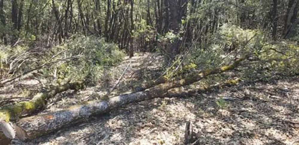 Custom garden landscaping near you across Pine Grove, CA - Motherlode Outsiders Maintenance