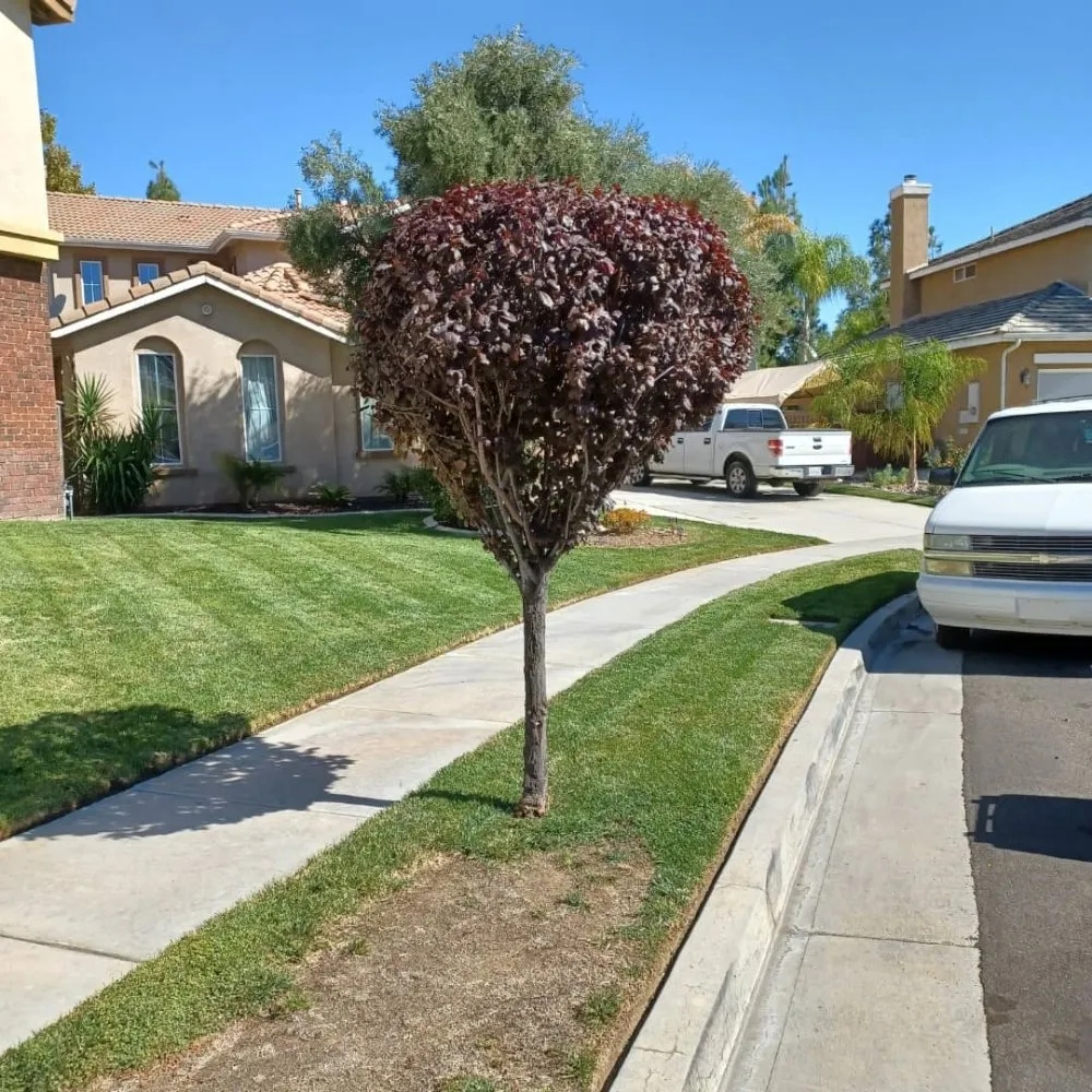 Top-rated lawn mowing service for year-round maintenance across Menifee, CA - Moto Scapes Lawn Care