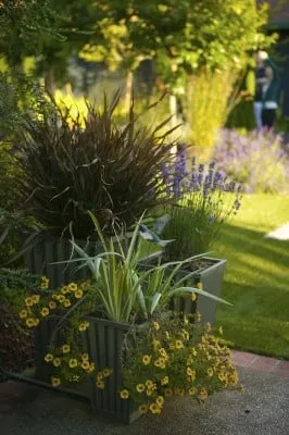 Top-rated lawn care service with custom design in Santa Clara, CA by Mott Landscape