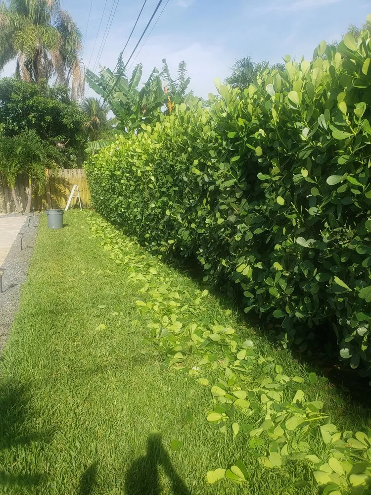 Trusted yard maintenance experts serving Pompano Beach, FL - Mott's Landscaping and Tree service