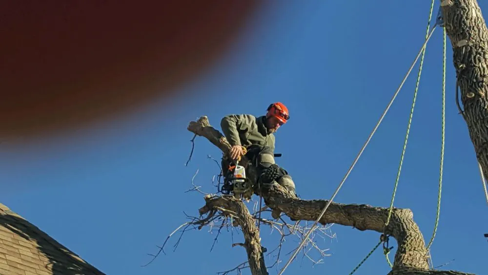 Local outdoor landscaping near you in Helena, MT by Mount Helena Tree Experts