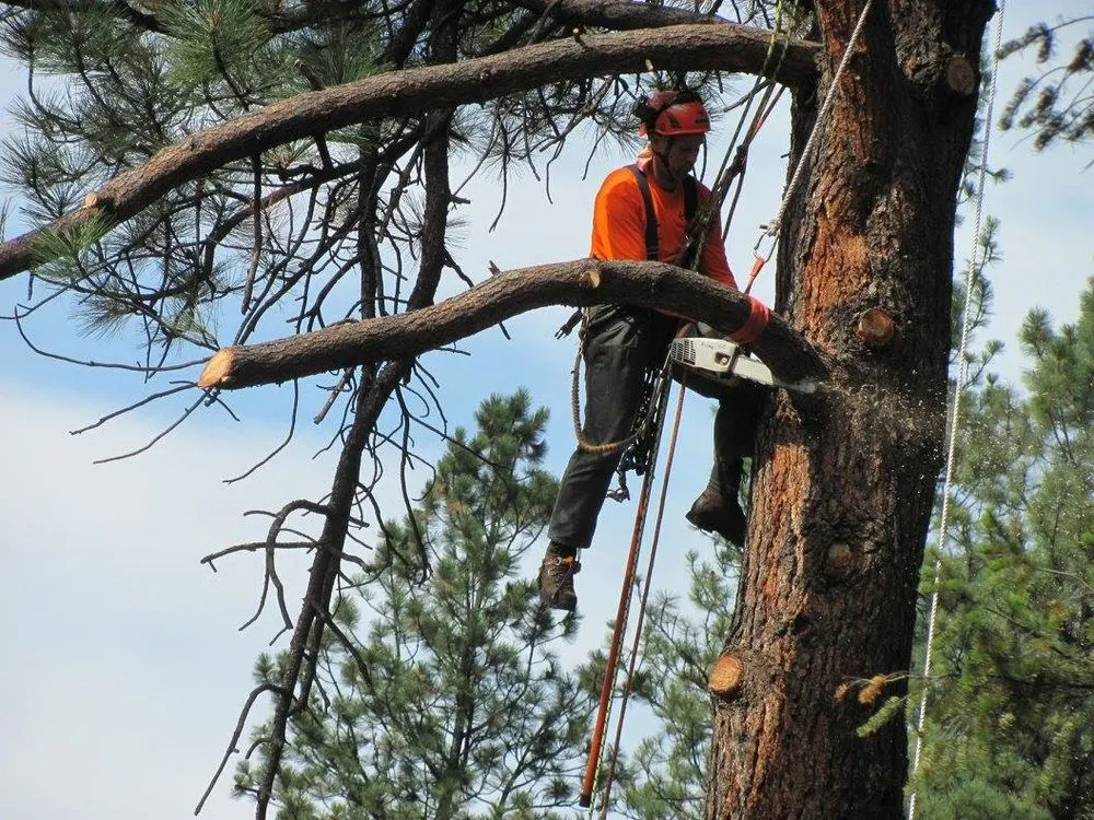 Expert lawn mowing service for residential properties in Helena, MT by Mount Helena Tree Experts