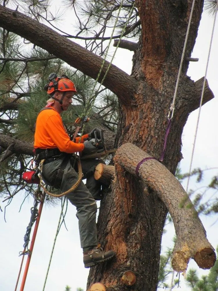 Professional garden landscaping for homes in Helena, MT by Mount Helena Tree Experts