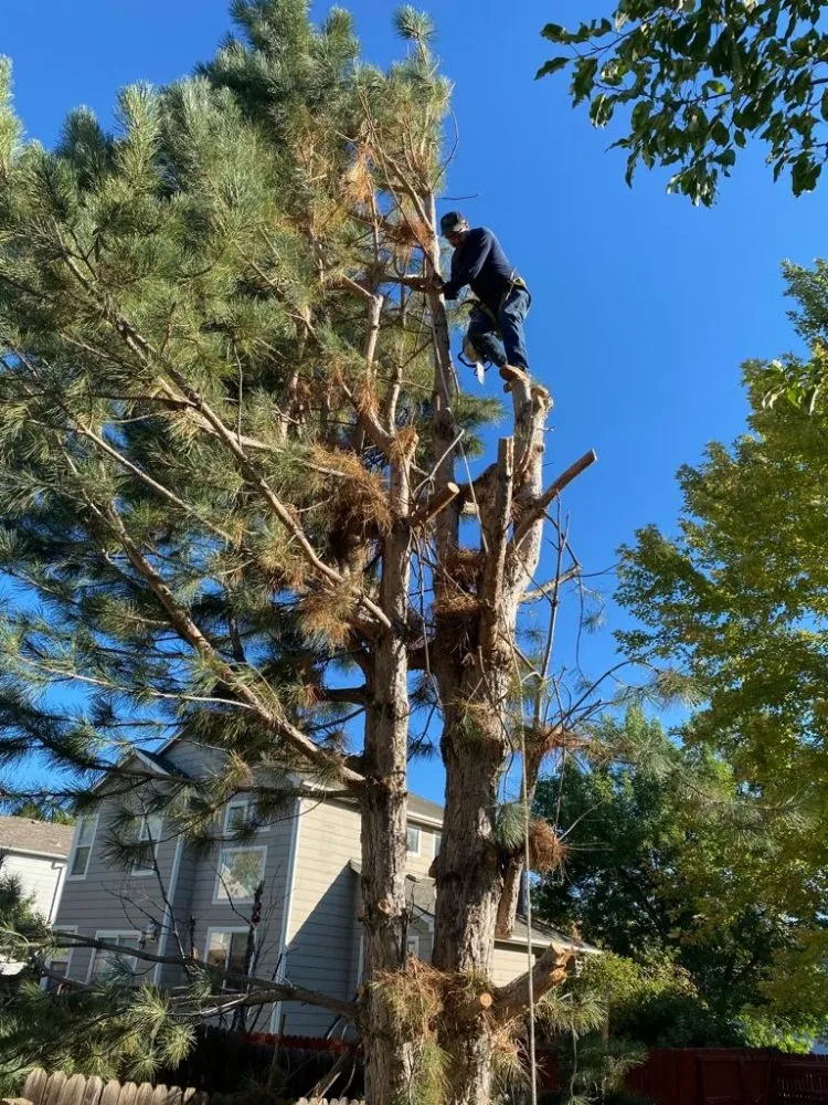 Professional yard cleanup service in Denver, CO - Mount Sinai Landscaping & Concrete