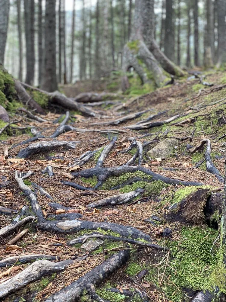 Professional outdoor landscaping experts serving North Conway, NH - Mount Washington Valley Property Services