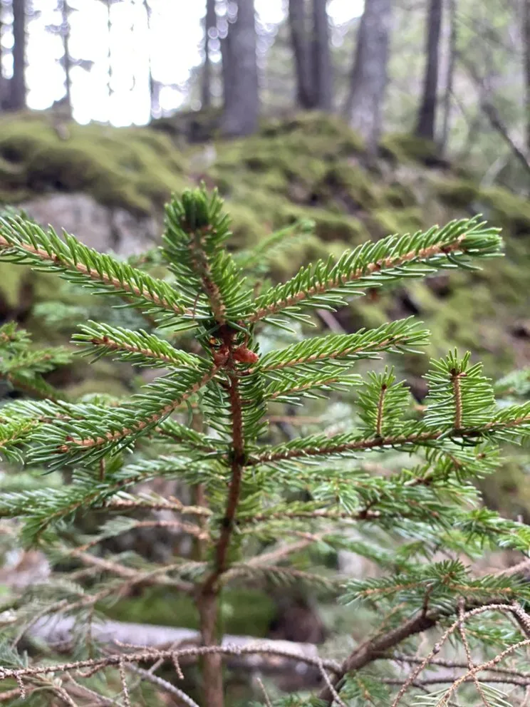 Expert yard maintenance in North Conway, NH by Mount Washington Valley Property Services