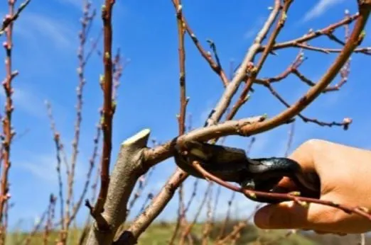 Custom garden landscaping in Mountain Brook, AL by Mountain Brook Lawn Care and Maintenance