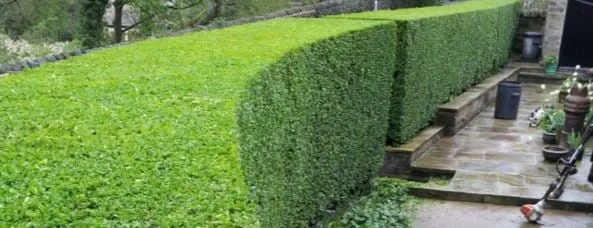 Professional landscape design for year-round maintenance across Mountain Brook, AL - Mountain Brook Lawn Care and Maintenance